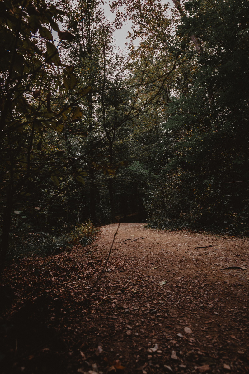 beauty in nature, outdoors, land, falling, the way forward, tranquility, tranquil scene, plant, maksimir, change, direction, autumn, zagreb, no people