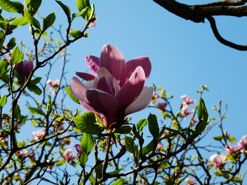 blossom, leaf, branches, backgrounds, blossoming, formal Garden, day, growth, plant, vulnerability, inflorescence, freshness, flowerbed, fragility, tree