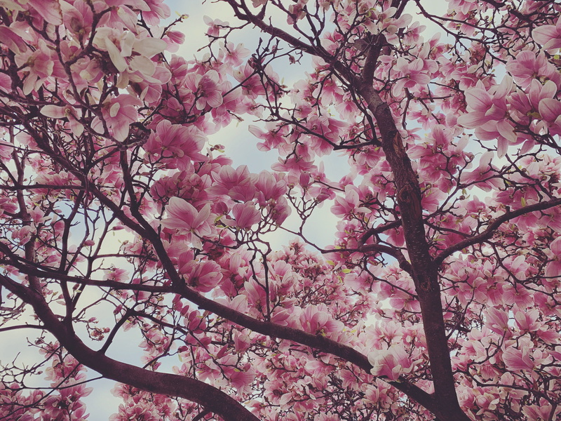 blossoms, flowering plant, vase, nature, food, cherry tree, vegetable, ditch, turnip, pottery, fir, cherry blossom, flower, springtime, croatia, cherry