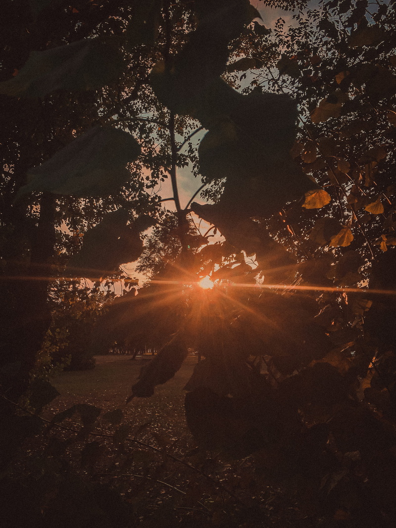 4K, scenics - nature, land, silhouette, tree, sunlight, nature, outdoors, sunbeam, plant, zagreb, day, tranquil scene, tranquility, lens flare, bright