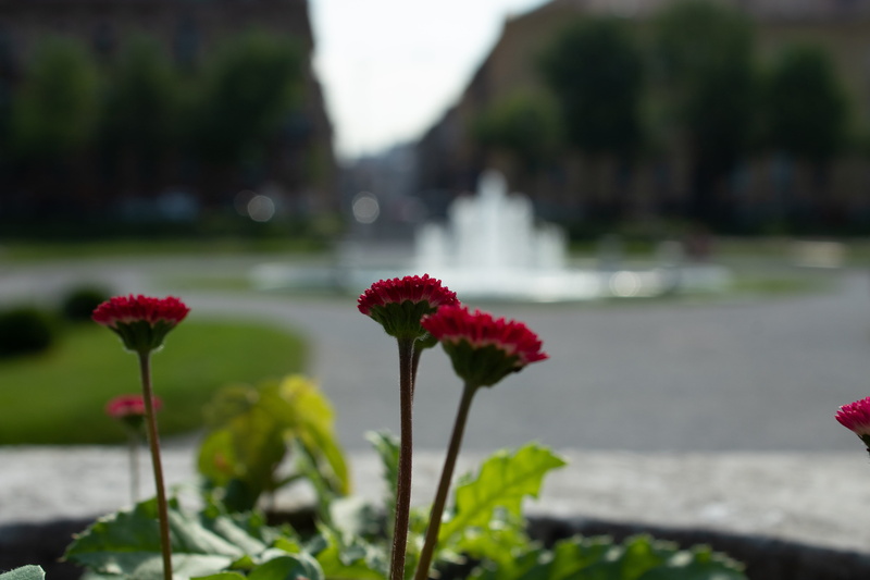 close-up, 5K, zagreb, flower, plant stem, inflorescence, growth, city nature, bokeh, nature, croatia, red, city, freshness, flower head, day, petal, flowers