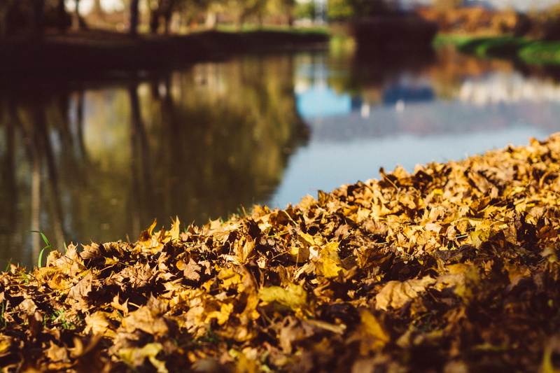 autumn, falling, reflection, day, tranquil scene, lake, change, beauty in nature, water, no people, leaves, rock, leaf, plant, plant part, zagreb, surface level
