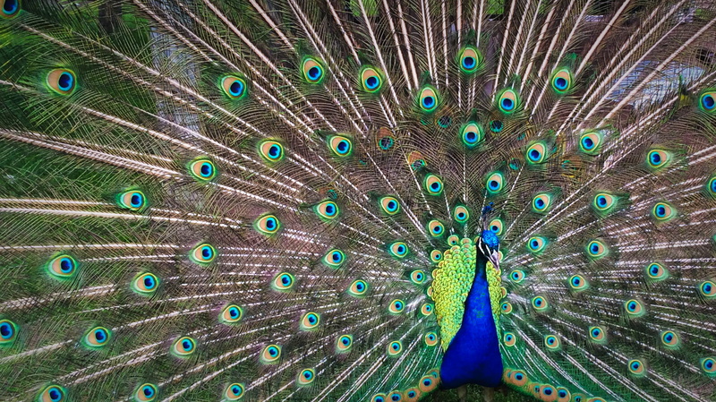 ego, feather, green color, no people, displaying, animal wildlife, animal, close-up, daytime, animals in the wild, pride, natural pattern, texture, day