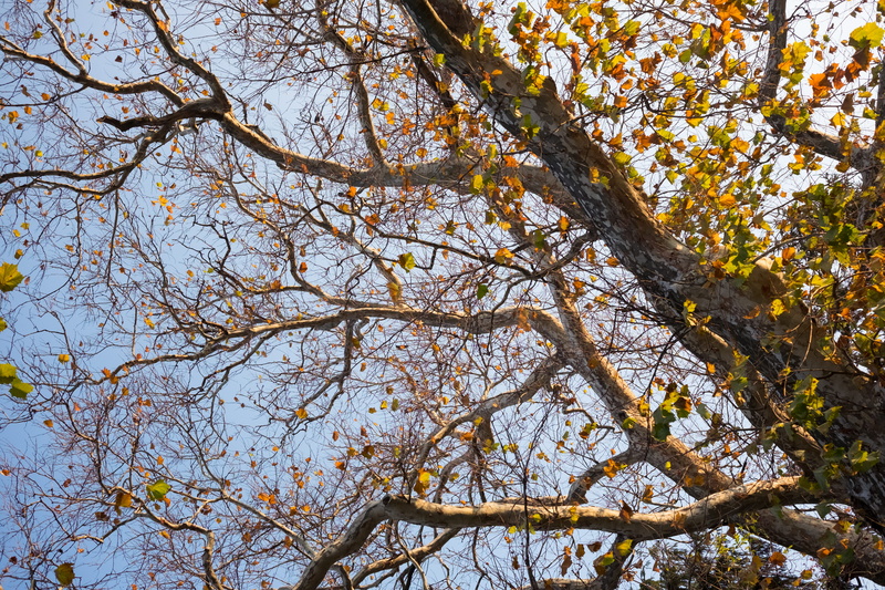 grow, plant, change, no people, outdoors, branch, tranquility, autumn, 4K, tree canopy, plant part, directly below, tree, nature, tree trunk, expand, trunk
