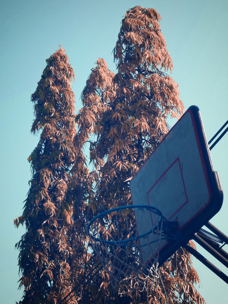 sunlight, tree, metal, java, surabaya, tranquil scene, information, indonesia, basketball, nature, plant, outdoors, serene, sign, square, blue, basket ball