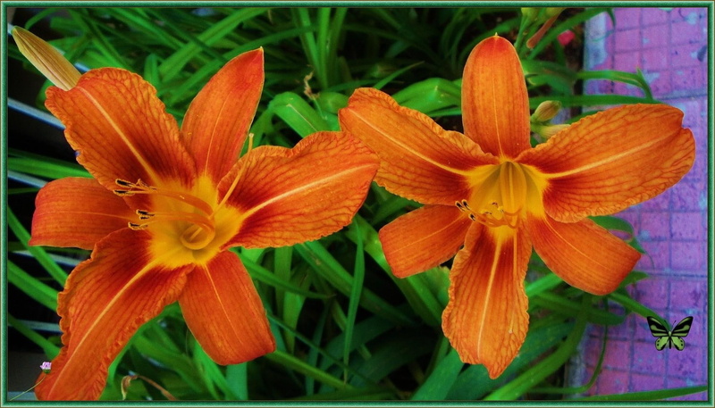 significationes, 1080P, spring, two, flower, gloria-estefan, melonen, green, orange, oculi, dave-koz