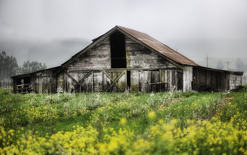 rustic, day, wood - Material, rural Scene, shed thrown, obsolete, non-Urban Scene, barn, grass, brown, 4K, white, growth, old-fashioned, weathered, nature