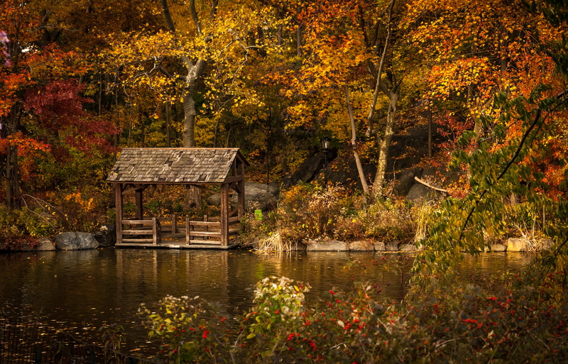 fall, 2K, season, autumn collection, growth, autumn, no people, tranquility, brown, scenics, near, wood - Material, body of water, outdoors, forest, beauty In Nature