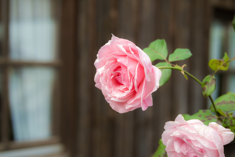inflorescence, 5K, focus on foreground, beauty, pink roses, freshness, no people, beauty in nature, fragrance, bloom, bouquet, romance, focus, valentines day