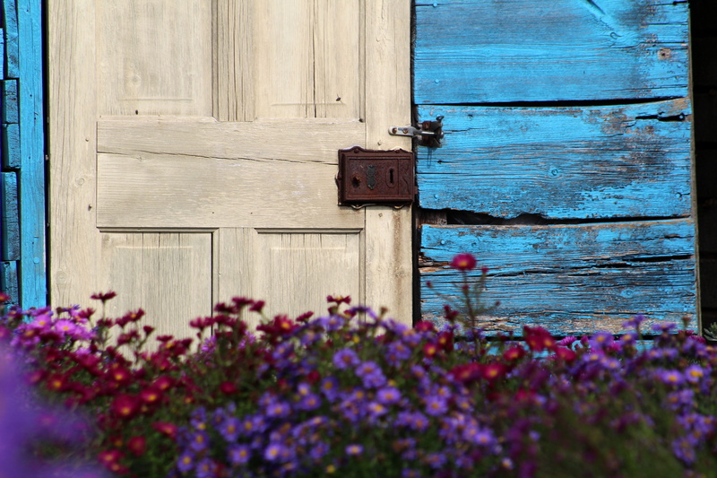 day, flowers, plant, nature, close-up, window, old, architecture, blue, shed, built structure, 5K, flowering plant, wood - material, building exterior
