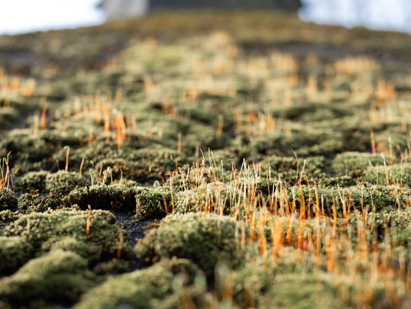 lichen, landscape, growth, outdoors, ground, day, vegetation, winter, environment, 4K, shed, mountain, semi-arid, selective focus, brown, garden, grass