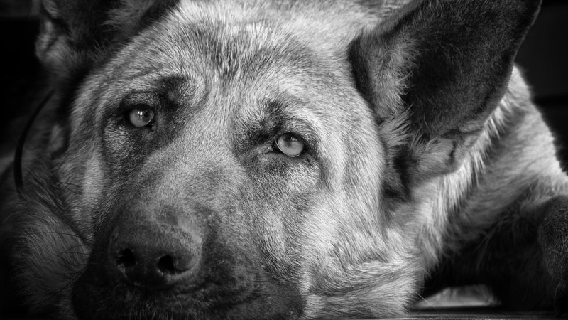 shepherd, german Shepherd, one Animal, muzzle, close-up, black And White, domestic, animal body part, german, guard Dog, domestic Animals, pets, look, animal Ear