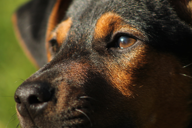 eye, animal body part, portrait, fur, looking, puppy, coated, animal Nose, animal Head, black Color, whisker, cute, friendship, guard Dog, eyes, sitting