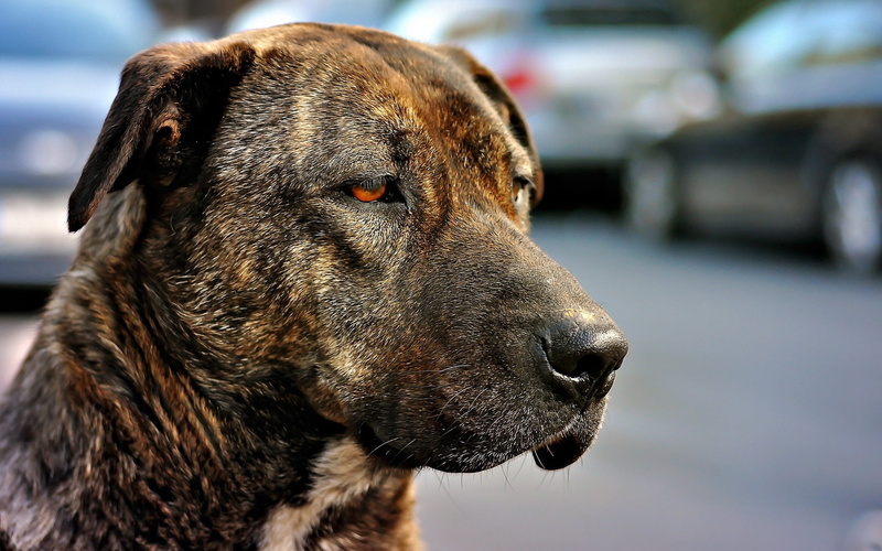animal body part, black color, cute, tan, day, one Animal, dog, profile view, focus on foreground, pets, canine, eyes, muzzle, brindle, coated, sight, short
