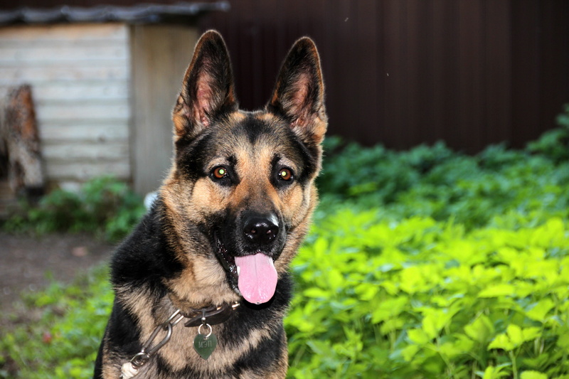 german shepherd, views, portrait, canine, outdoors, mans best friend, sticking out tongue, mouth open, plant, purebred dog, alertness, animal, animal themes