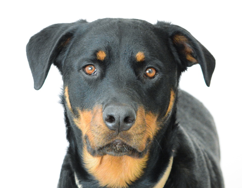 animal eye, no people, studio Shot, mammal, watch, close up, face, pets, dog, animal body part, photography, domestic, close-up, pedigree, guard, cute