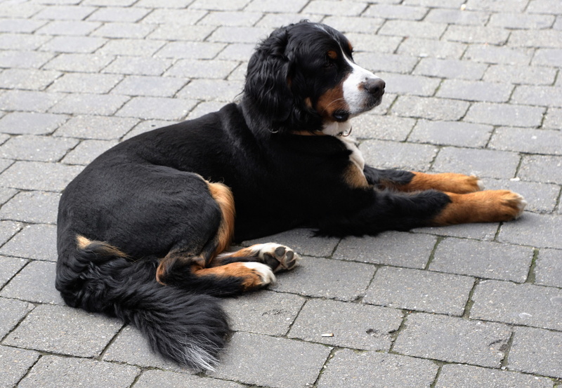 eyes, road, animal, animal themes, canine, no people, one animal, stone, snout, constance, tail, cobblestone, paving stone, city, cute, day, purebred Dog