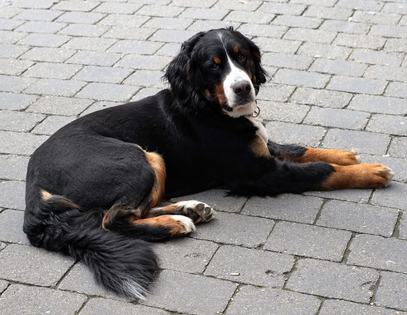 road, relaxation, domestic, sitting, footpath, nose, 4K, recovery, black color, constance, lying down, snout, canine, animal themes, resting, animal, guard dog
