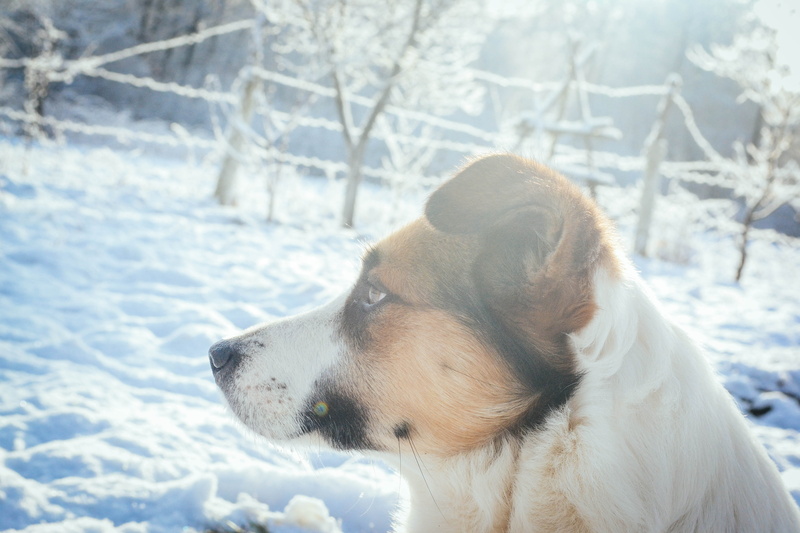 white and brown, dog walk, snow, brown, dog guard, macro picture, animal, domestic, profile view, cold temperature, no people, time ze, close-up, white