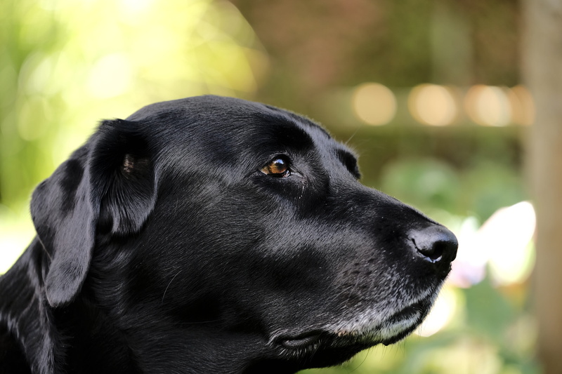 domestic, looking, pet, watch, looking away, domestic animals, canine, view, animal eye, close-up, mammal, one animal, 5K, animal body part, profile view