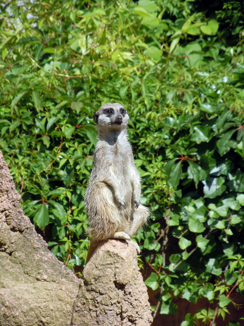 Animal, day, Meerkat, 4K, wildlife, alertness, outdoors, keep an eye out, tree, one animal, nature, mongoose, growth, looking away, vertebrate, no people