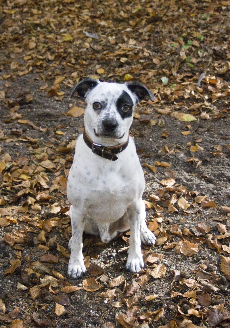 sitting, Pirate, guard dog, jack russell terrier, pets, looking at camera, Cool, 2K, one animal, outdoors, land, day, domestic, no people, autumn, Black