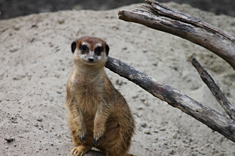 small, guard, outdoors, mongoose, meercat, young, seeking, zoo, mammal, active, sitting, front view, predator, looking at camera, curious, vertebrate, wildlife photography