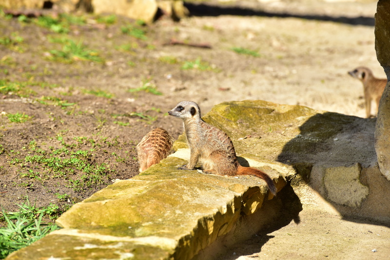 animals in the wild, nature, one animal, field, wild, cute, social, eating, animal portrait, group of animals, animal themes, animal wildlife, Meerkat
