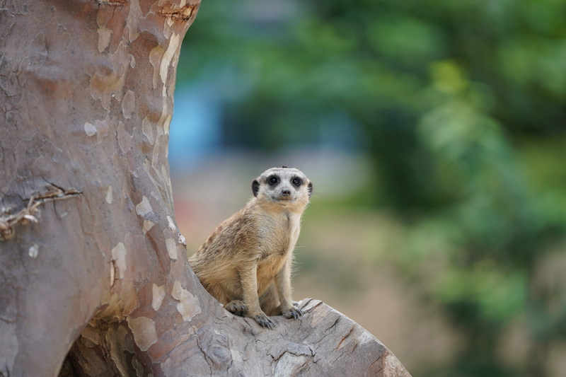 ausschau, animal wildlife, nature, one animal, desert, sitting, keep an eye out, day, animal world, animals in the wild, 5K, vertebrate, looking, vigilant