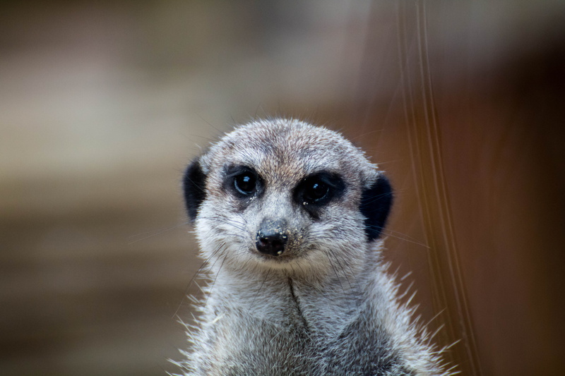 focus on foreground, close, animal wildlife, animals in the wild, no people, attention, wild animal, animal portrait, mammal, awakened, cute, looking at camera