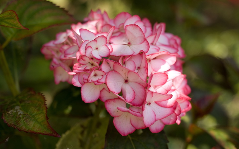 flower, hydrangea blossoms, hydrangea, hydrangea flower, pink, 1080P, pink hydrangea