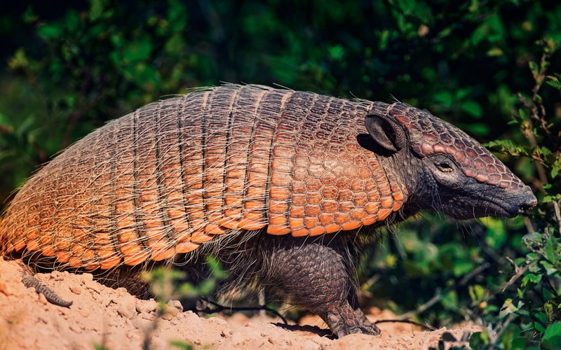 animal scale, no people, animal wildlife, battleship, close-up, sunlight, reptile, plant, four, animal, one animal, forest, nature, focus on foreground