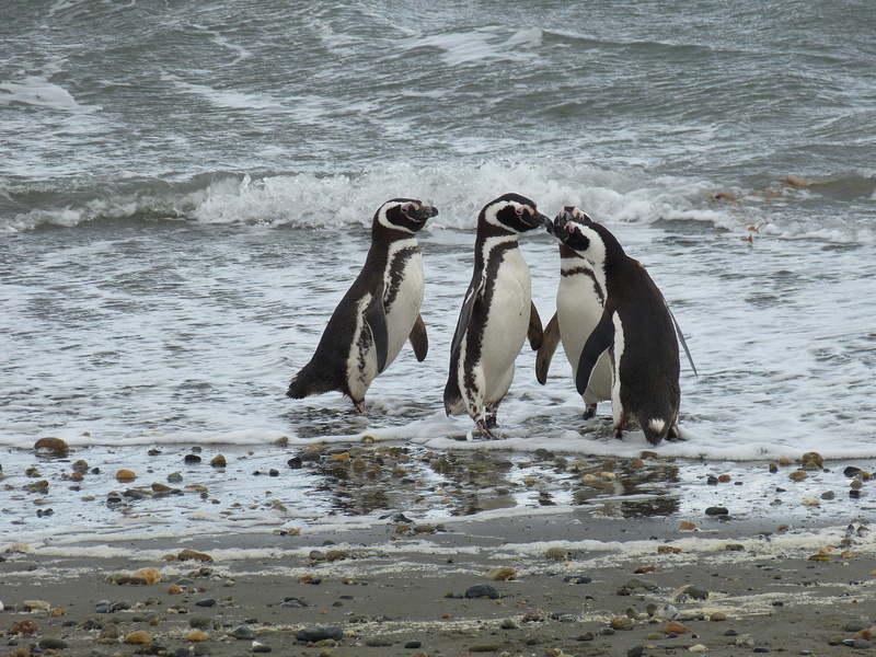 sea, group, day, 4K, no people, four, water, Patagonia, shore, photo, beach, motion, animals in the wild, animal themes, beauty in nature, penguins, penguin