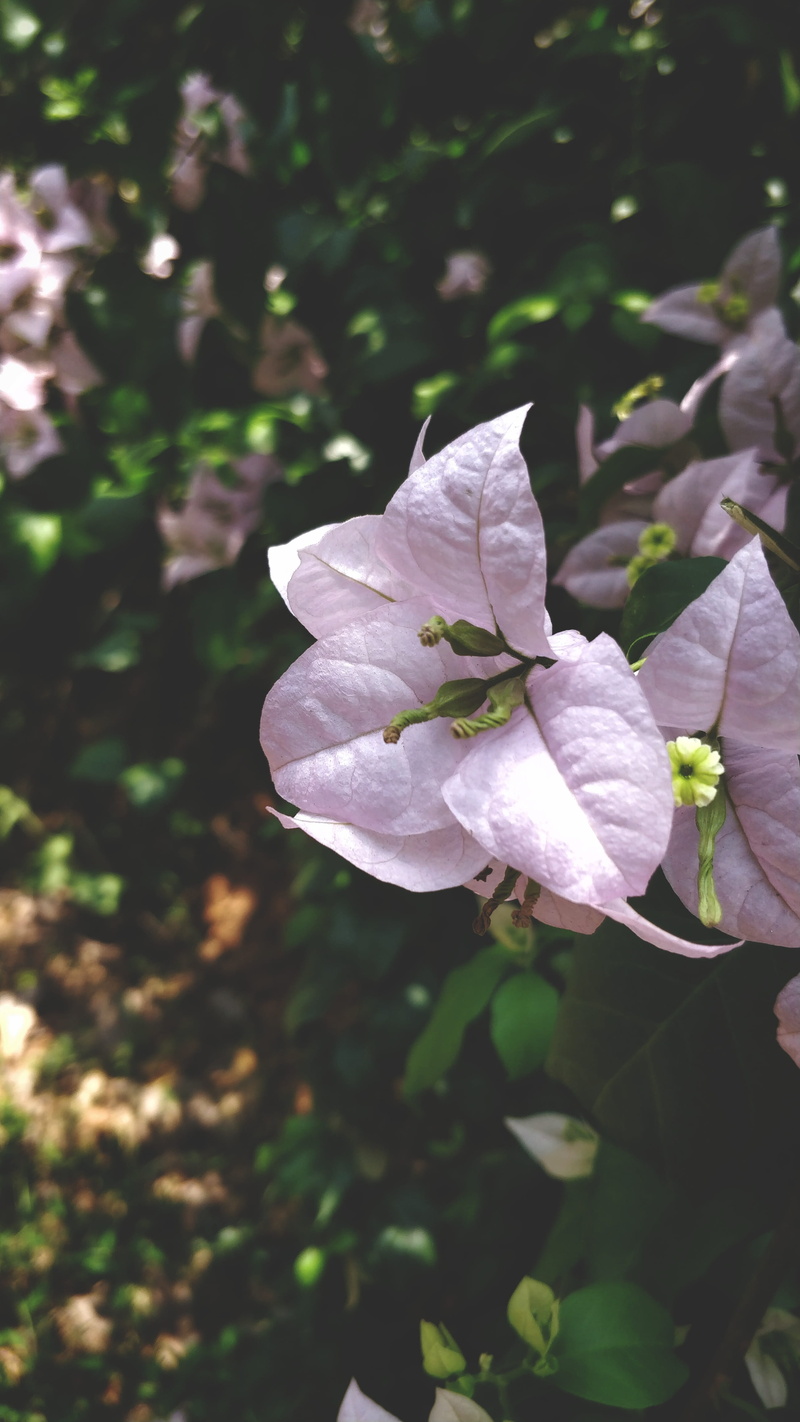 inflorescence, plant part, pink, white color, focus on foreground, princeabid photography, day, nature, leaf, oneplus 5, no people, plant, vulnerability