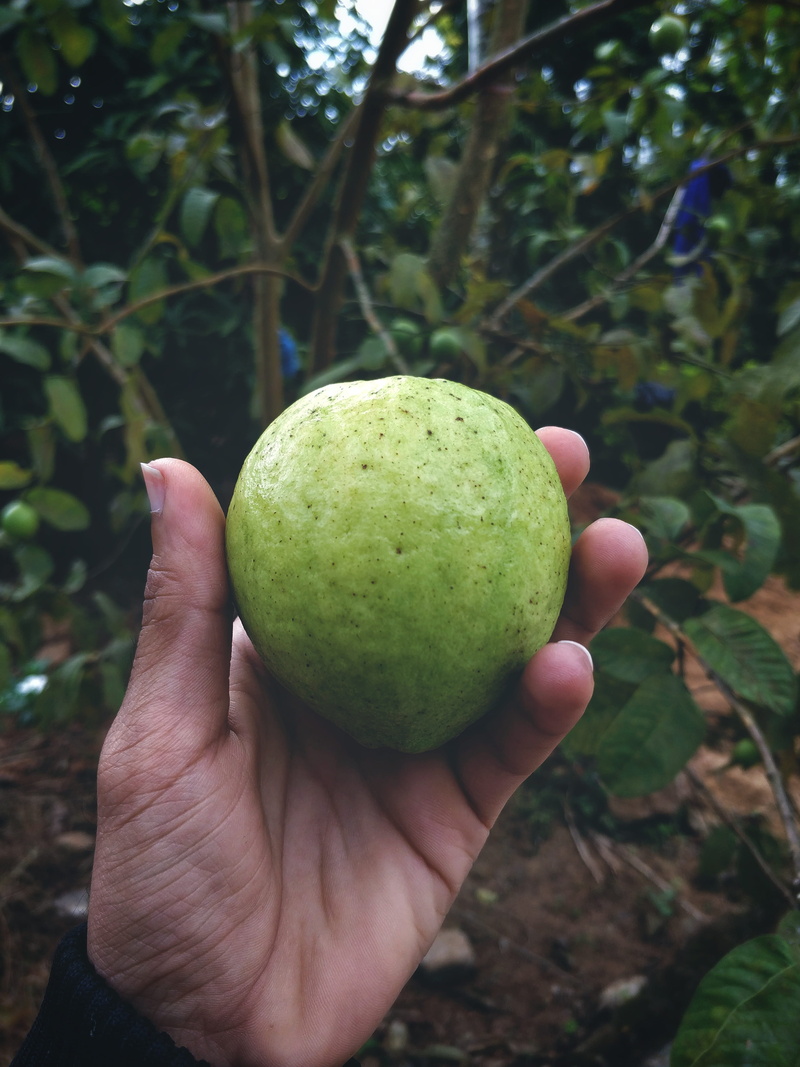 smartphone photography, freshness, 4K, texture, guava, palm, human body part, unrecognizable person, personal perspective, outdoors, holding, fruit, healthy eating