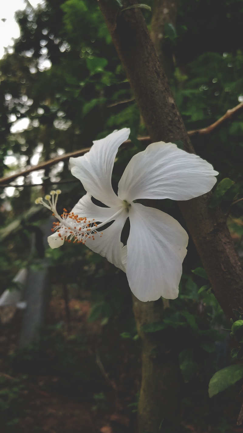 flower, princeabid photography, close-up, smartphone photography, flowering plant, white, land, freshness, beauty in nature, no people, oneplus 5