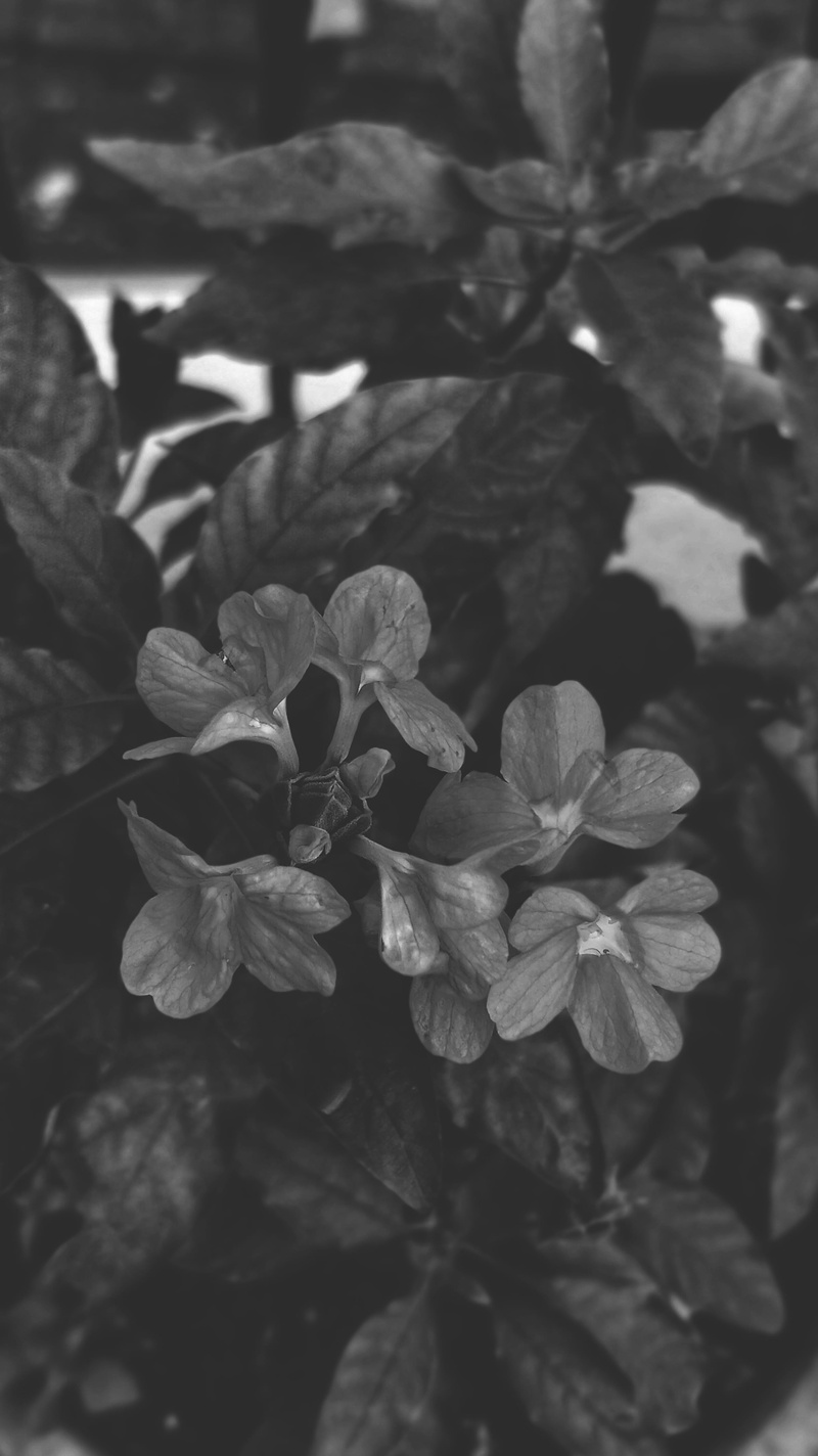 flower head, inflorescence, day, smartphone photography, plant part, garden, plant, 4K, fragility, flowering plant, focus on foreground, small, oneplus 5