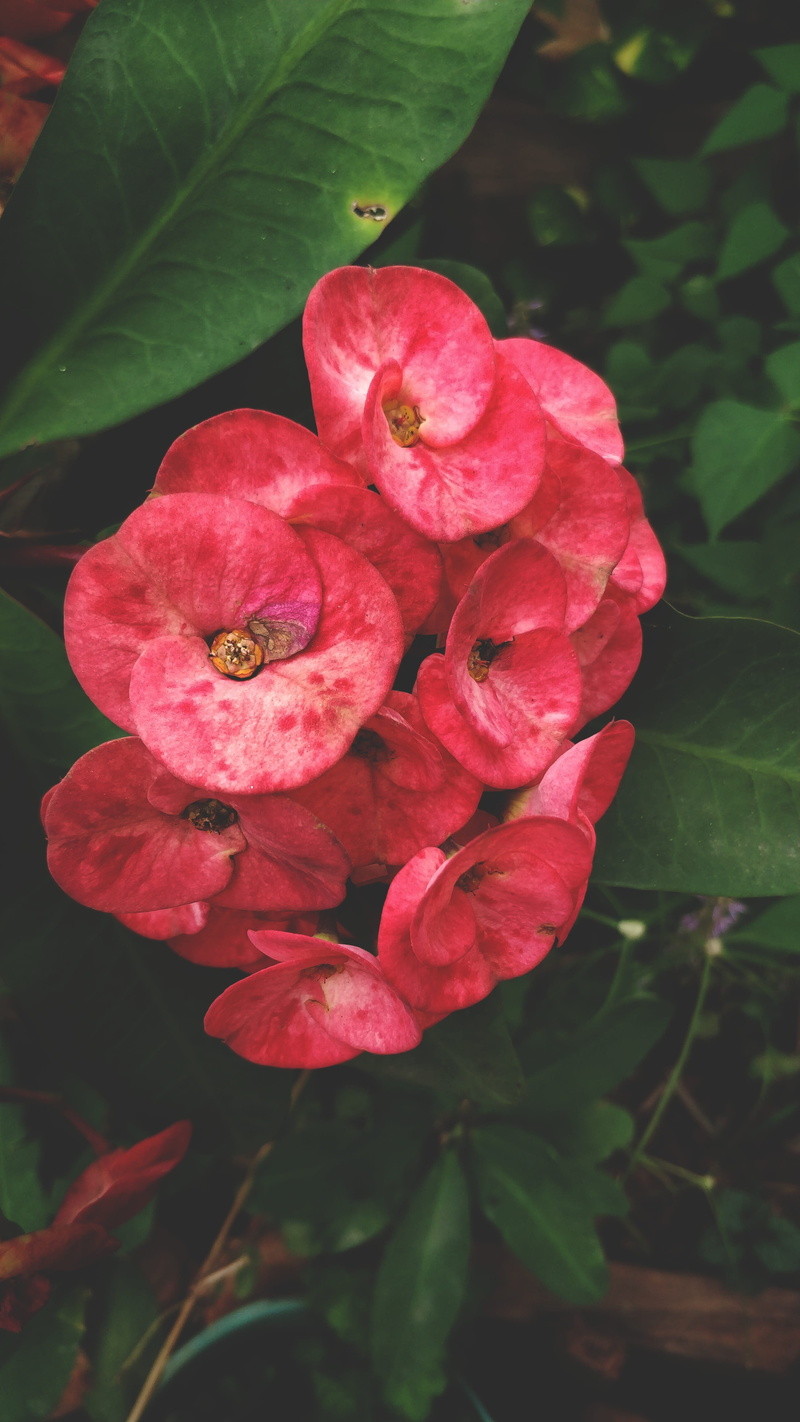 vulnerability, beauty in nature, oneplus 5, flowering plant, raindrop, day, plant, growth, flower head, close-up, petal, botany, thorns, plant part