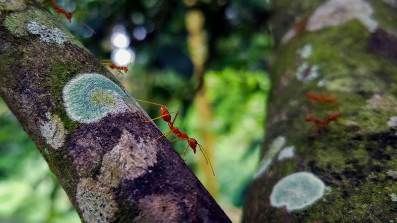 oneplus5, closeup, 4K, tentacles, invertebrate, bug, animal wildlife, outdoors, close-up, branch, one animal, macro, insect, antenna, nature, no people