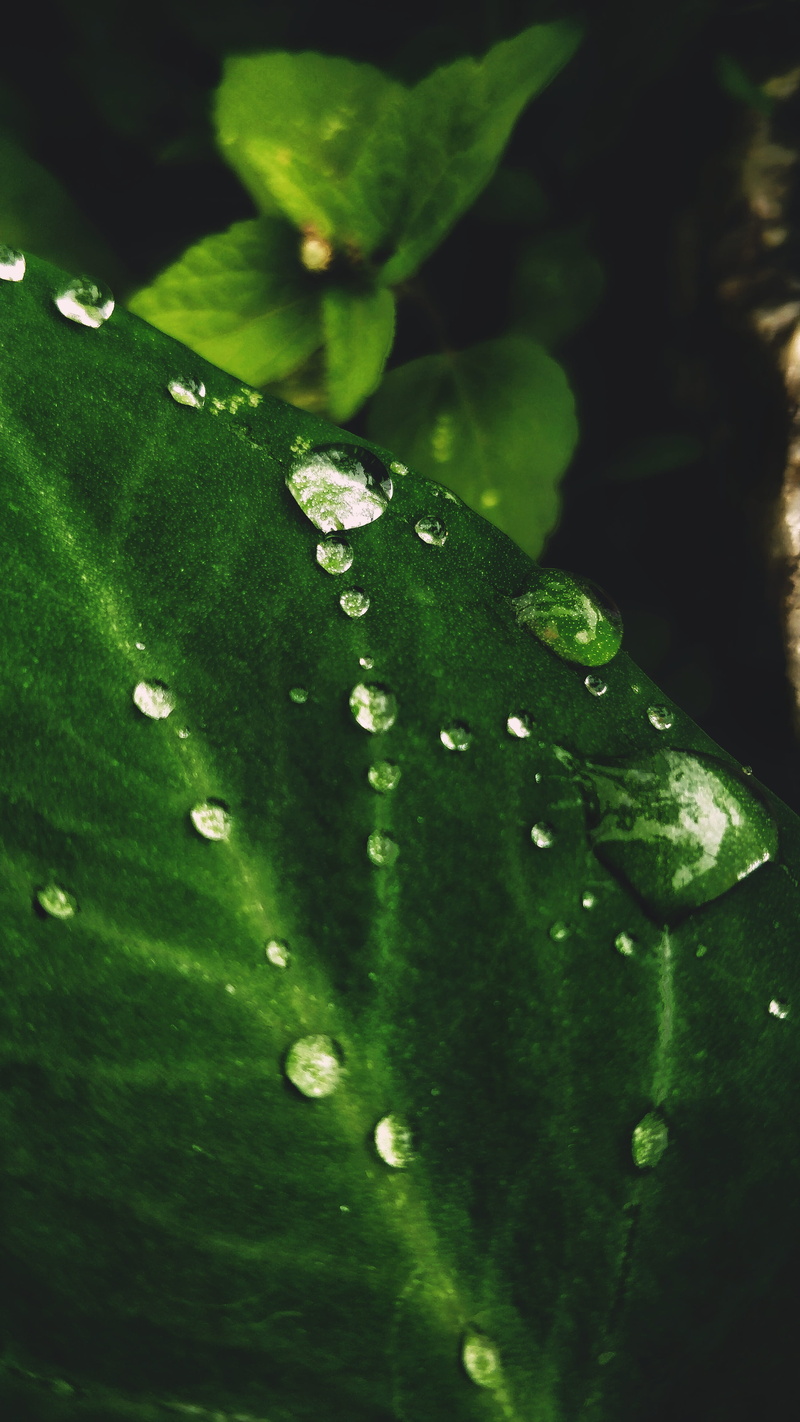 closeup, arehally bekkud rd, plant, 4K, fresh, green color, freshness, shotononeplus, arehally, growth, rain drop, purity, leaf, outdoors, drop, high angle view