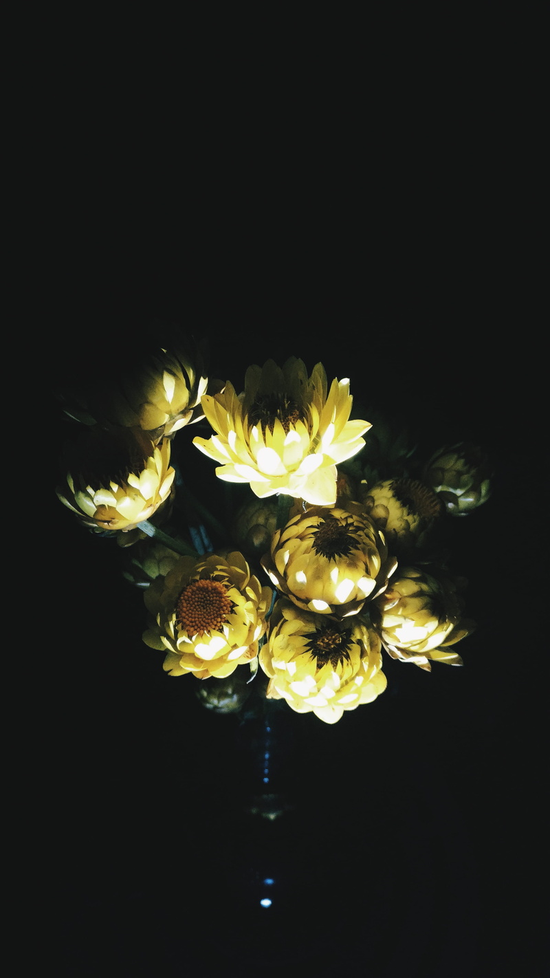 bouquet, 4K, inflorescence, portrait, flower arrangement, mobilephotography, no people, freshness, india, close-up, fragility, chennai, flower, nature