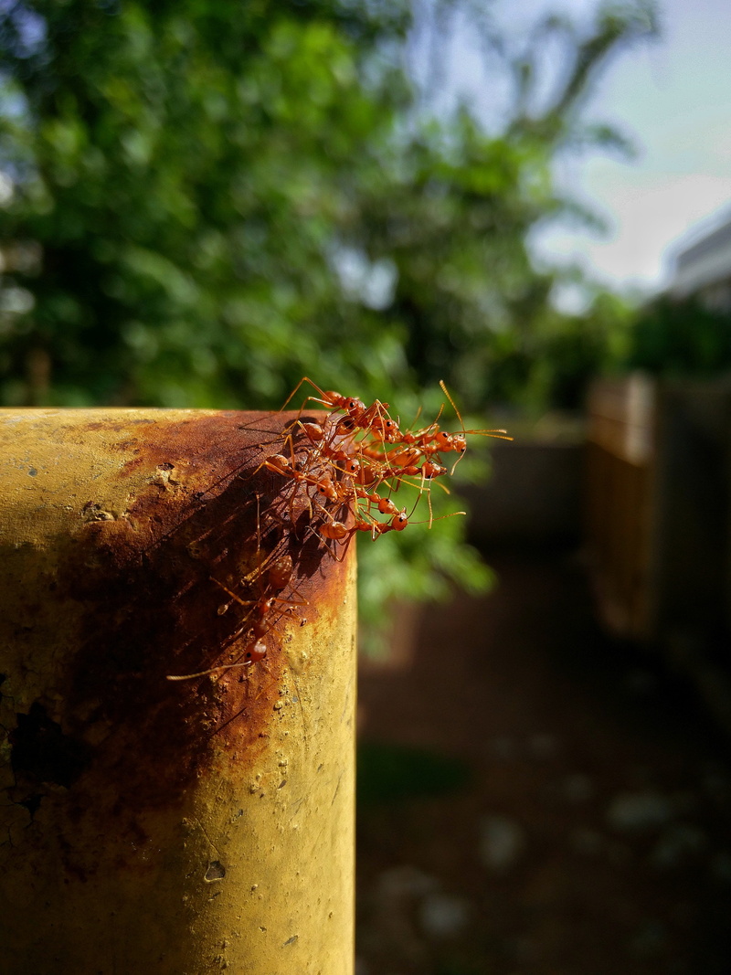 no people, metal, nature, bark, wood - material, invertebrate, insect, animals in the wild, animal wildlife, 4K, selective focus, close-up, tree, shotononeplus