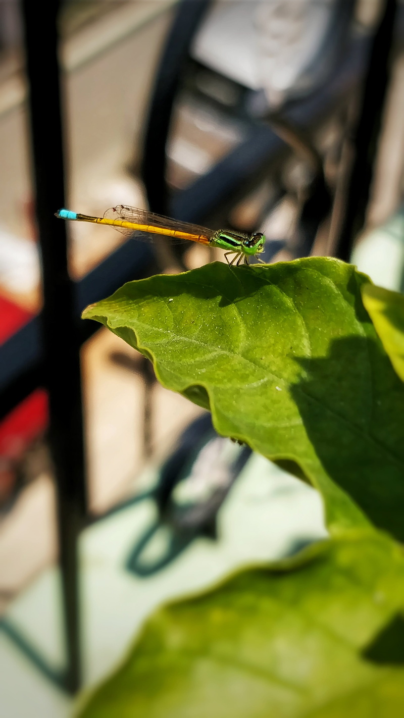 focus on foreground, animal, wings, dragon fly, day, shotononeplus, green, outdoors, no people, close-up, built structure, insect, nature, leaves, oneplus 5