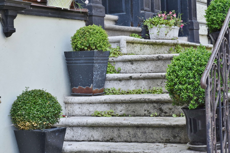 emergence, steps and staircases, pattern, family, ivy, flower, growth, pot, green color, front or back yard, nature, no people, residential district, house