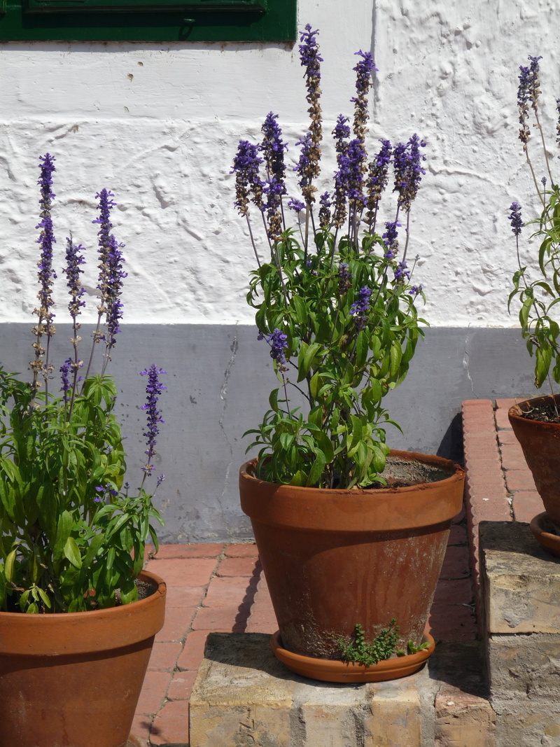 freshness, flower, 2K, growth, plant, outdoors, lavandula, front or back yard, houseplant, wall - building feature, flowerpot, lavender flowers, wall