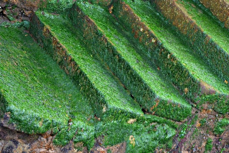 mosses, damp, tranquility, plant, surfaces, plantation, day, colorful, full frame, staircase, no people, green color, crop, stones, tranquil scene, green