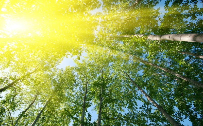 sunlight, 1080P, trees, forest, nature, worms eye view