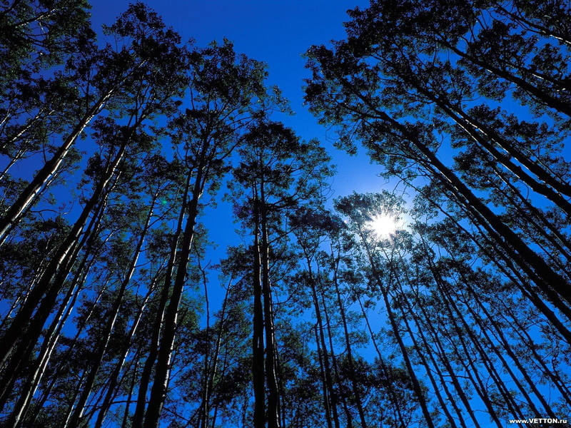 forest, trees, sunlight, worms eye view, 720P