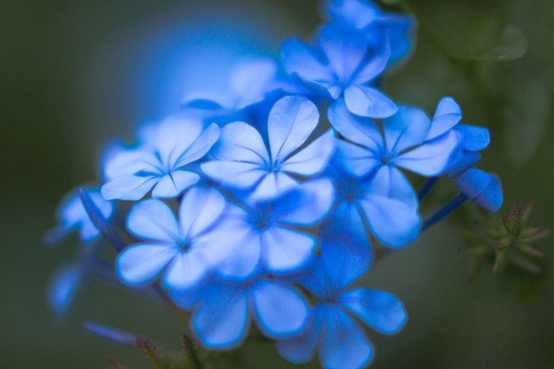 picture, close-up, azul, fotografia, photo, cluster, oto, close, flower, nature, 4K, belleza, photography, imagen, image, close up, Beauty, petals, photographer
