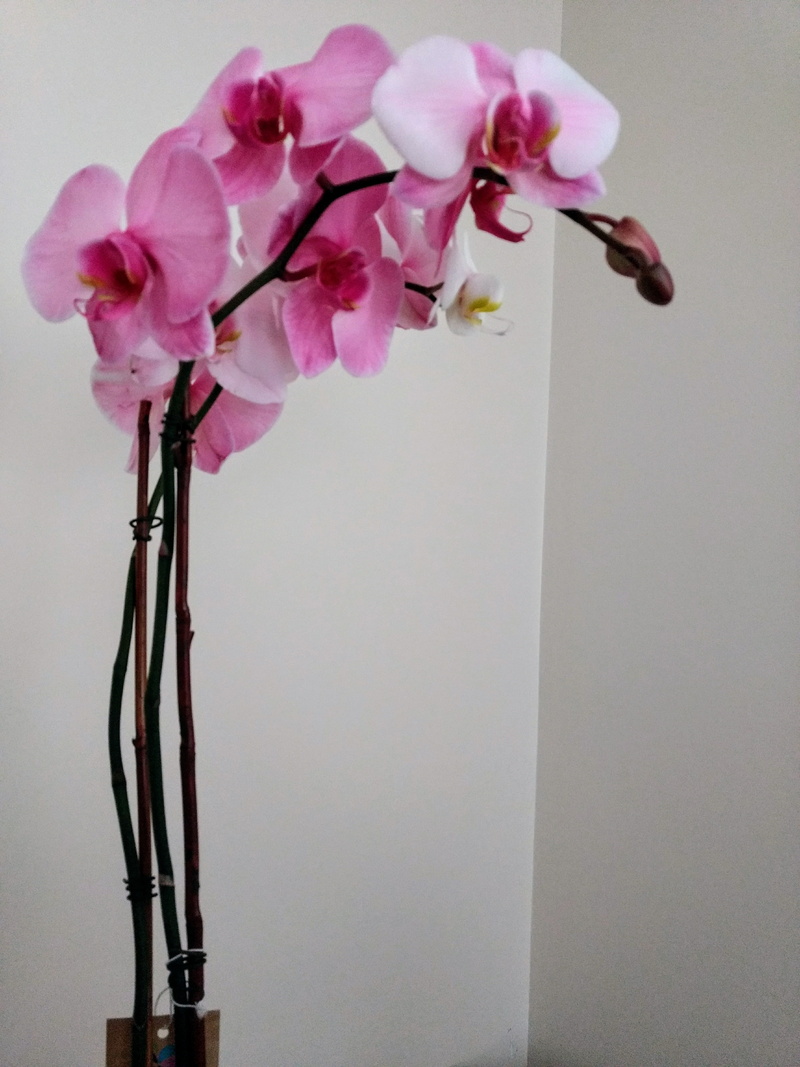 nature, petal, orquídea rosada, delicate, vulnerability, indoors, growth, fragility, pink orchid, vase, no people, pink color, wall - building feature
